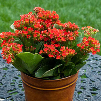 Kalanchoes