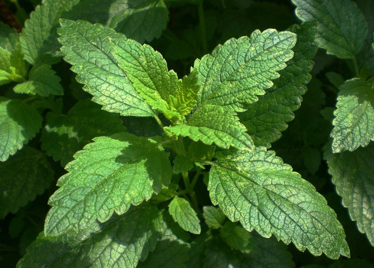 Lemon Balm