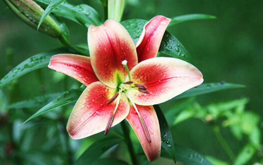 Lily Flower Meaning and Symbolism  in Greek Mythology