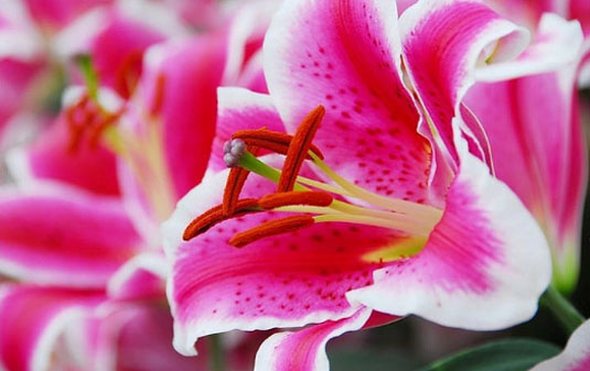 Lily Flower Meaning in the Victorian Era