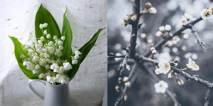 May Birth Flowers: Lily of the Valley and Hawthorn