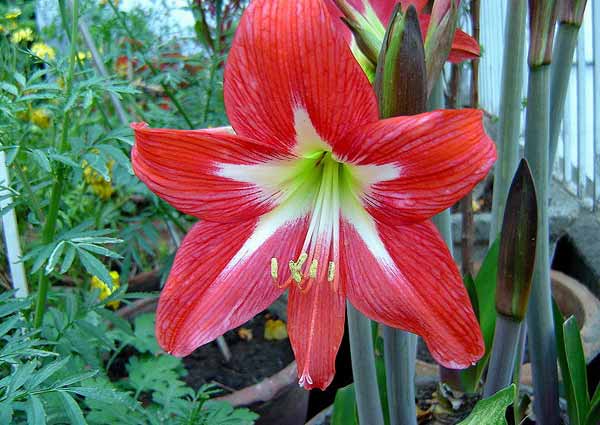 Red Lily