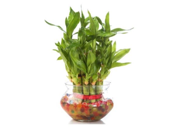 Lucky Bamboo Indoor Plants
