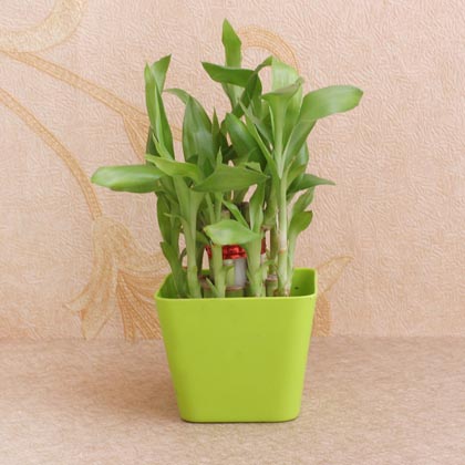 Lucky Bamboo Plant