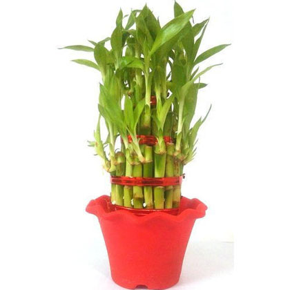 Lucky Bamboo Plant