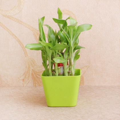 Lucky Bamboo Plants