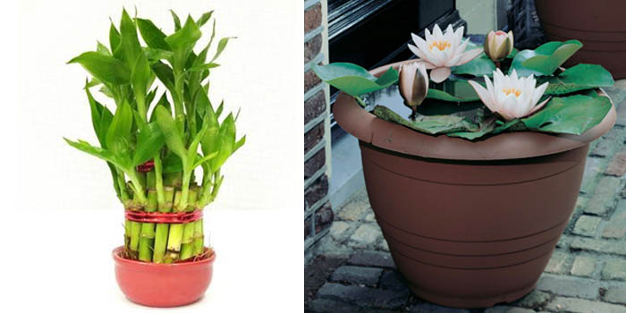 Lucky Bamboo & Water Lily