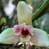 Lycaste