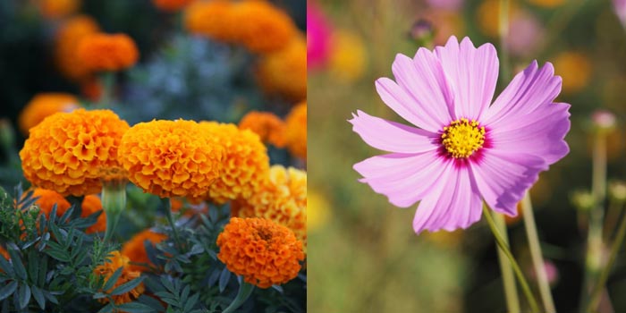 October Birth Flowers: Marigold and Cosmos