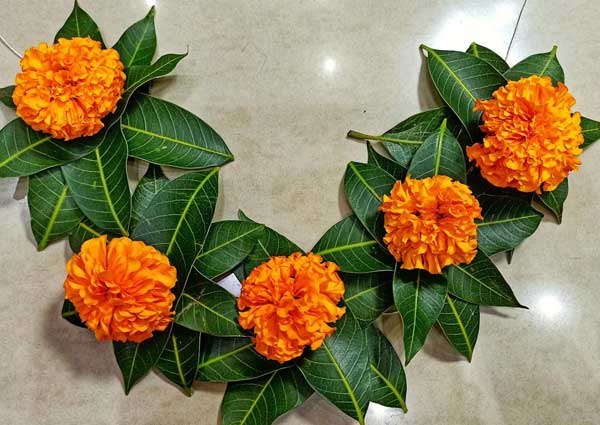 Marigold and Mango Leaves