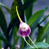 Masdevallia