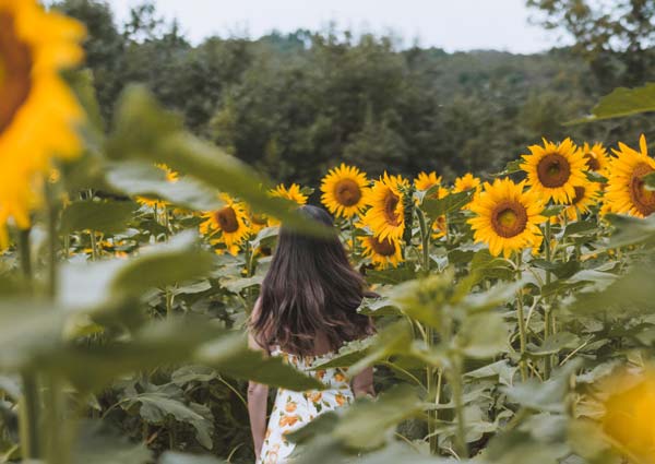 Meaning of Seeing Sunflowers in Dreams