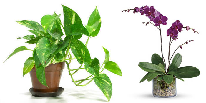 Money Plant & Orchid