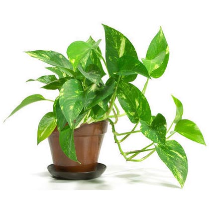 Money Plant