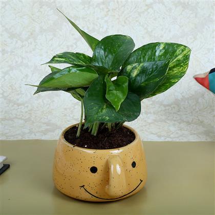 Money Plant