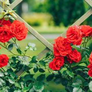 Most Popular Red Flowers