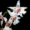 Odontoglossum