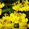 Oncidium