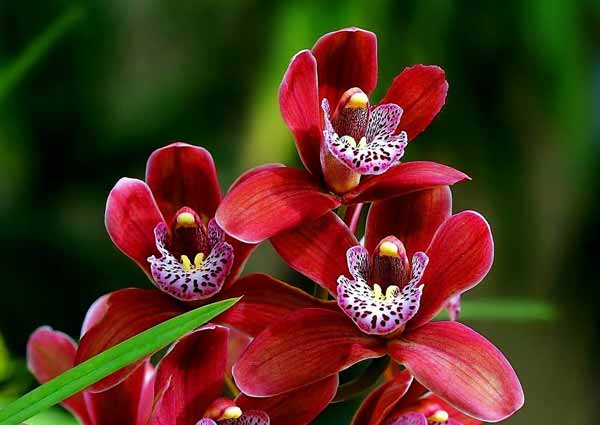 Red Orchid