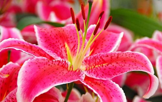 Oriental Lily