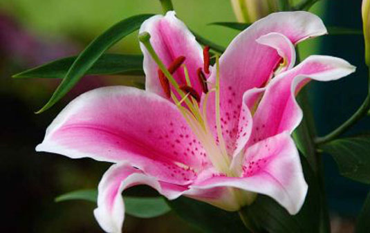 Origin of Lily Flower