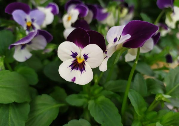 Pansy and Viola