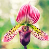 Paphiopedilum