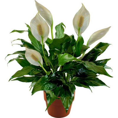 Peace Lily Plant