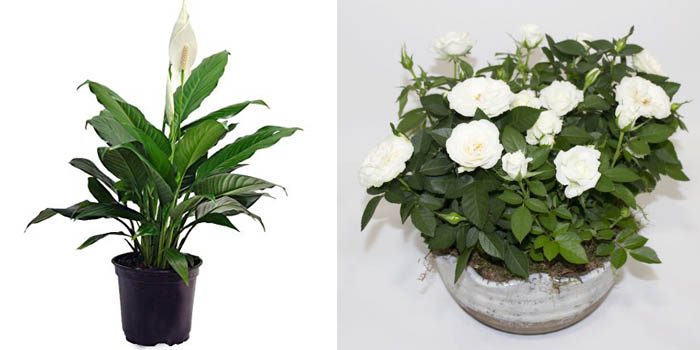 Peace Lily & White Roses