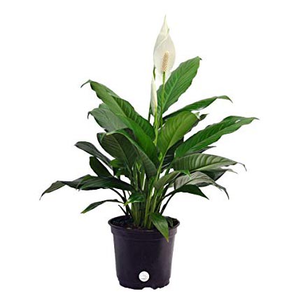 Peace Lily