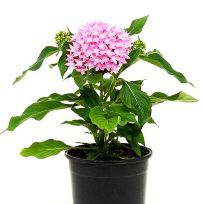 Pentas Plant