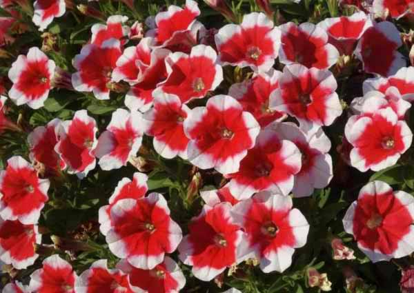 Red Petunia