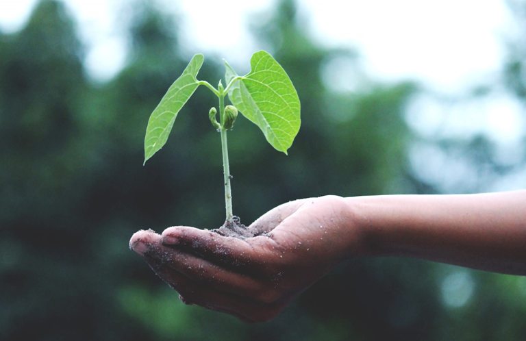 Plant banner