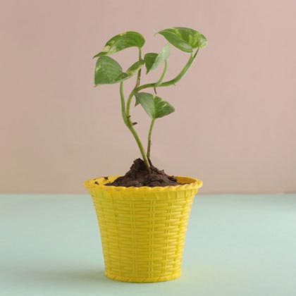 Best indoor plants