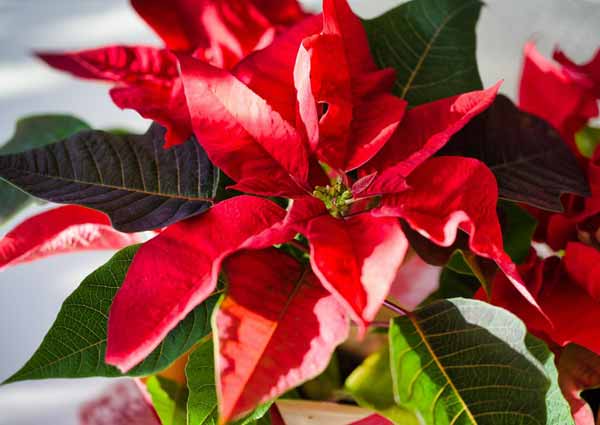 Poinsettia