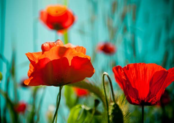 Poppies