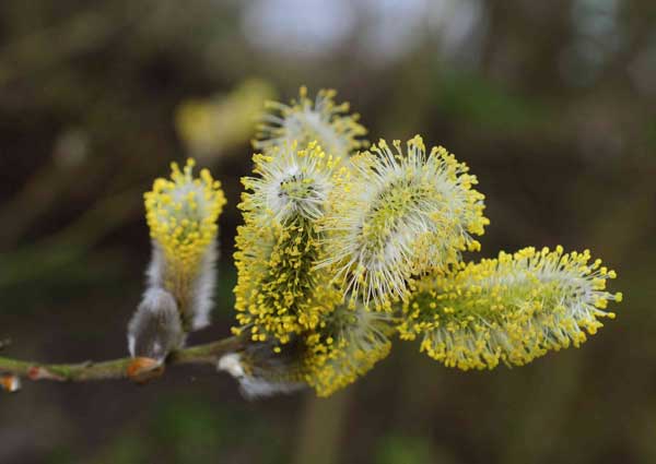 Pussy Willow