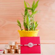 Rakhi with Plants for Brothers