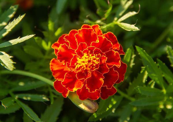 Red Marigold