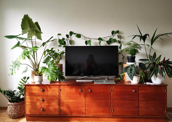 Remodel TV Stand with Houseplants