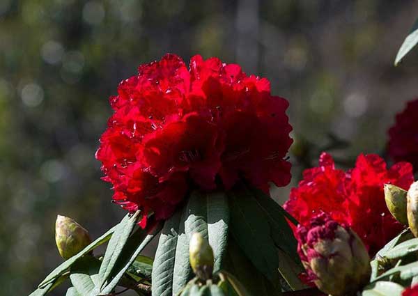 Rhododendron