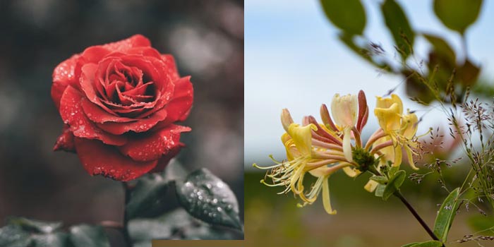 June Birth Flowers: Rose and Honeysuckle