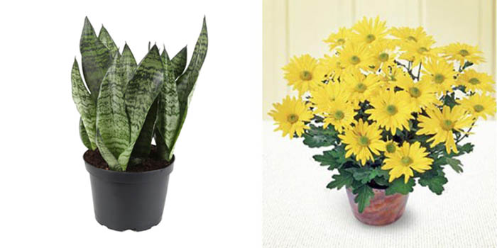 Sansevieria & Chrysanthemum