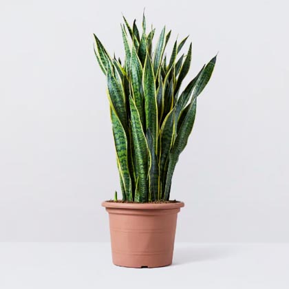 Snake Plant