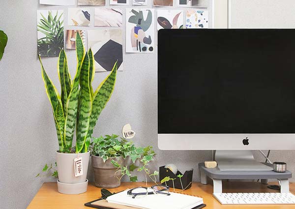 Snake plants