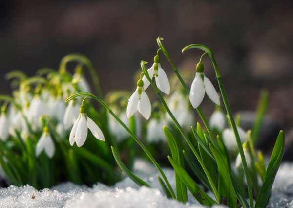 Snowdrop