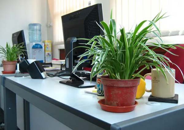 Spider Plant