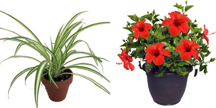 Spider Plant & Hibiscus