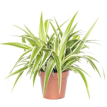 Spider Plant