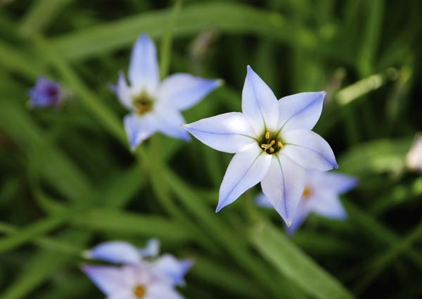 Starflower